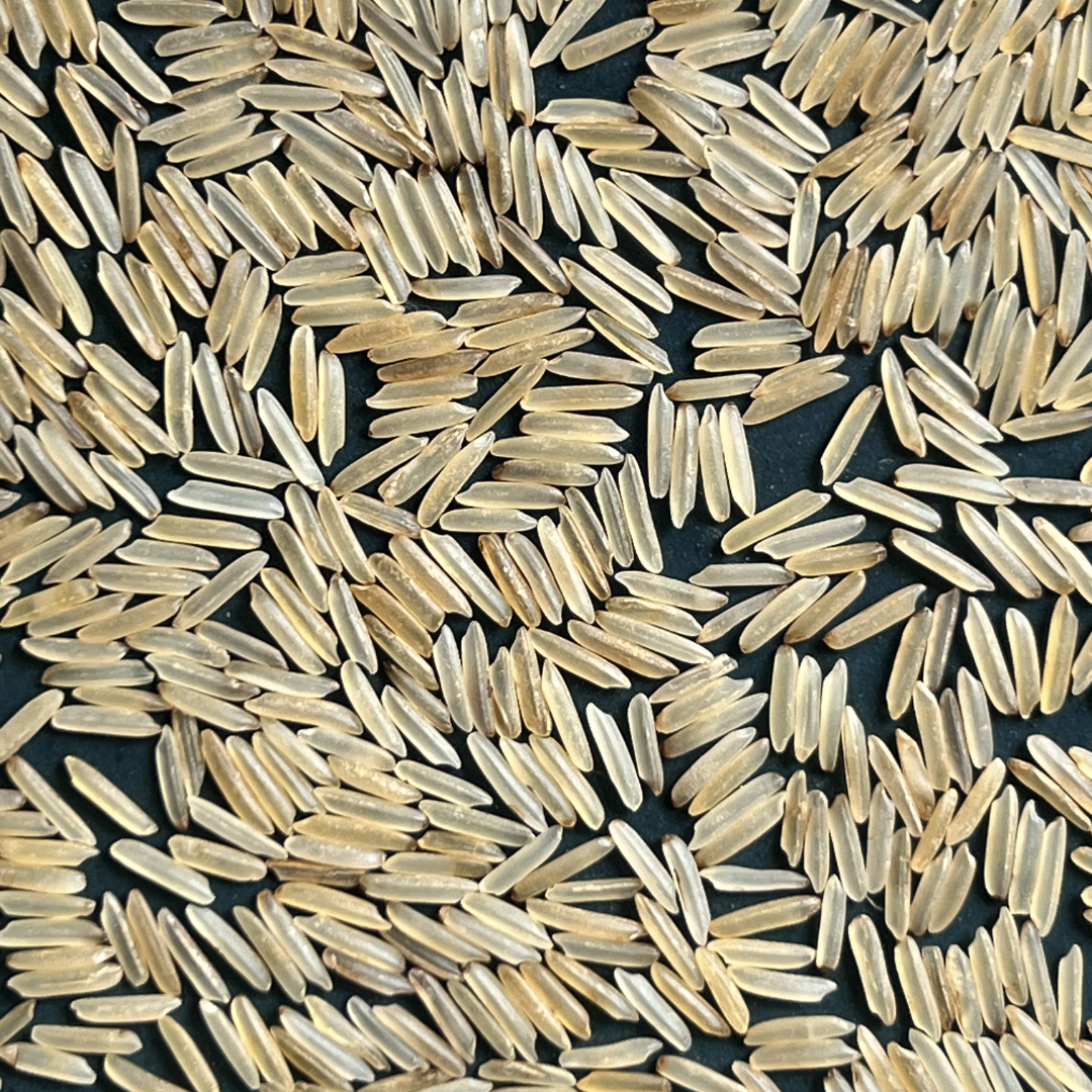 1509 Basmati Rice